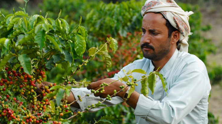 Farmer collects arabica coffee beans at the plantation in Taizz, Yemen.