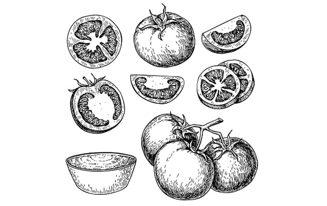 tomato botany drawing test 604364378