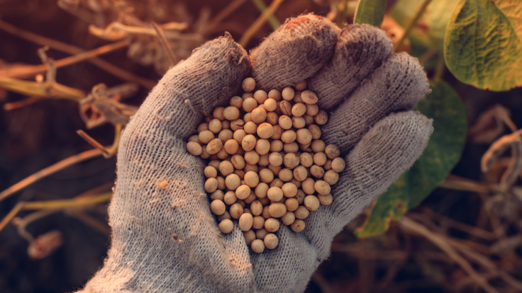 Soybean farmer handful of harvested crop seed