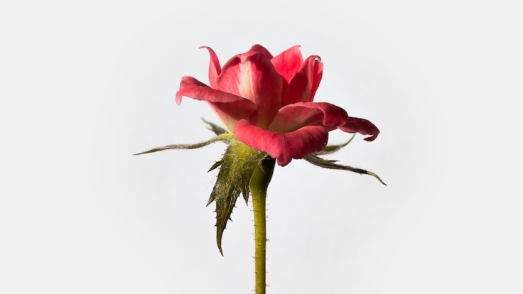 felipe-correia-464585-unsplash-SINGLE-ROSE