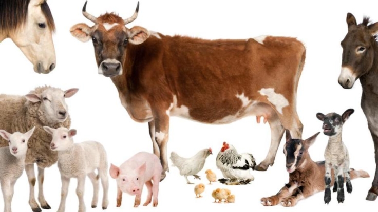 TradeVistas | livestock trade in goat farming