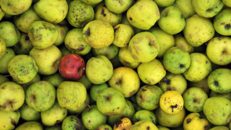 Organic Windfall Apples With Spots